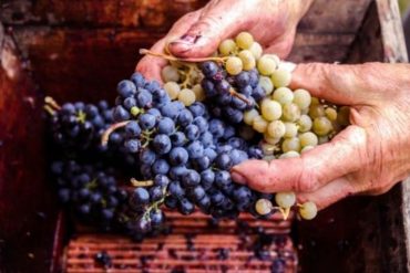 How Wine Is Made From Grape to Glass