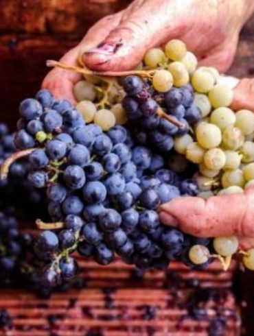 How Wine Is Made From Grape to Glass
