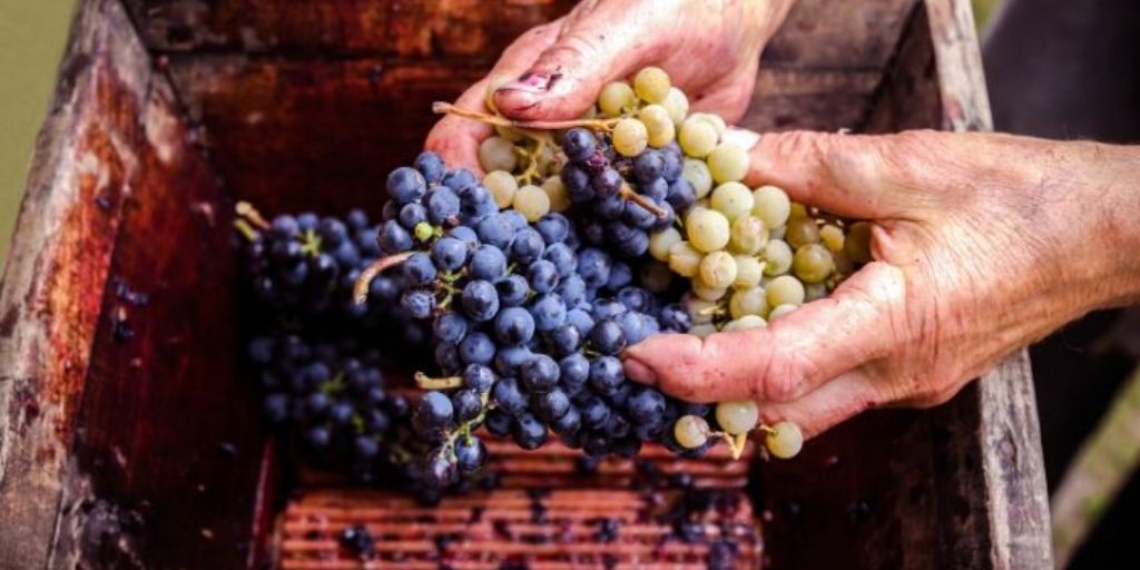 How Wine Is Made From Grape to Glass