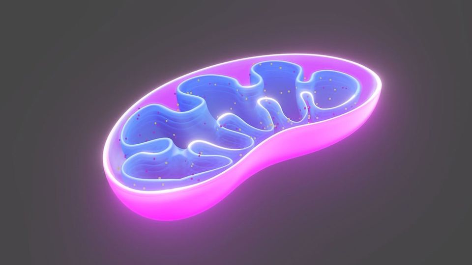 Mitochondrial Breakdown in Muscles Reveals New Target for Treating Insulin Resistance in Type 2 Diabetes