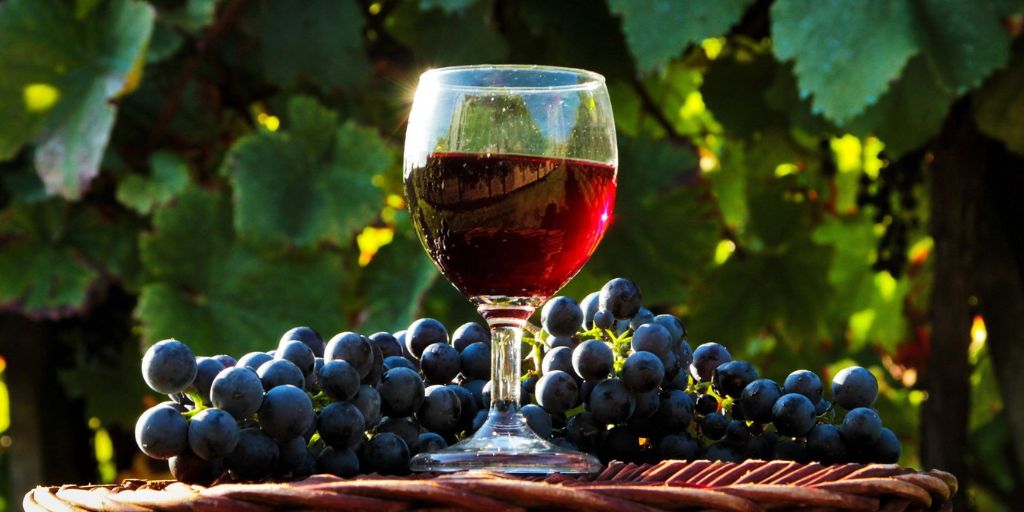 The Role of Terroir in Wine Flavor