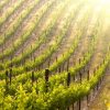Vineyard
