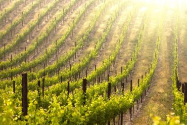 Vineyard