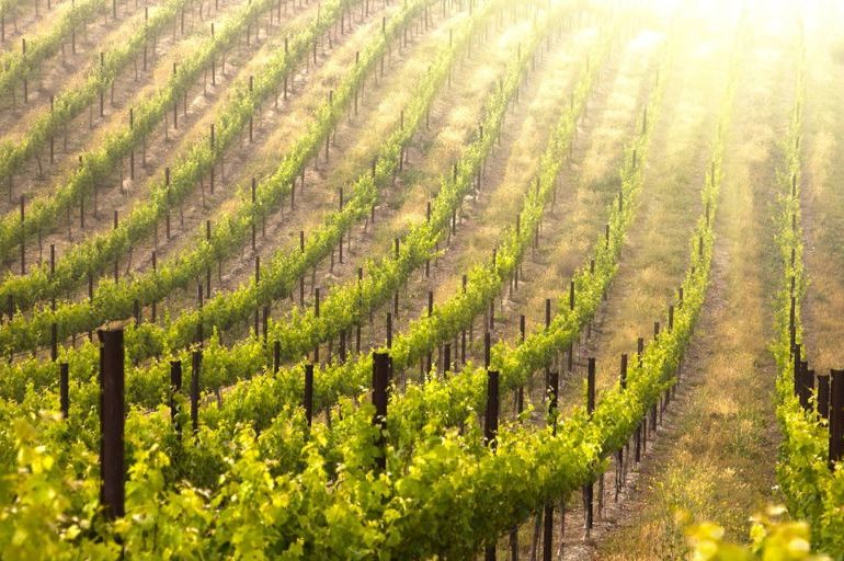 Vineyard