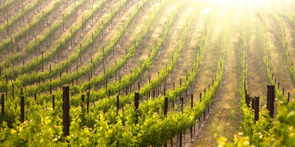 Vineyard