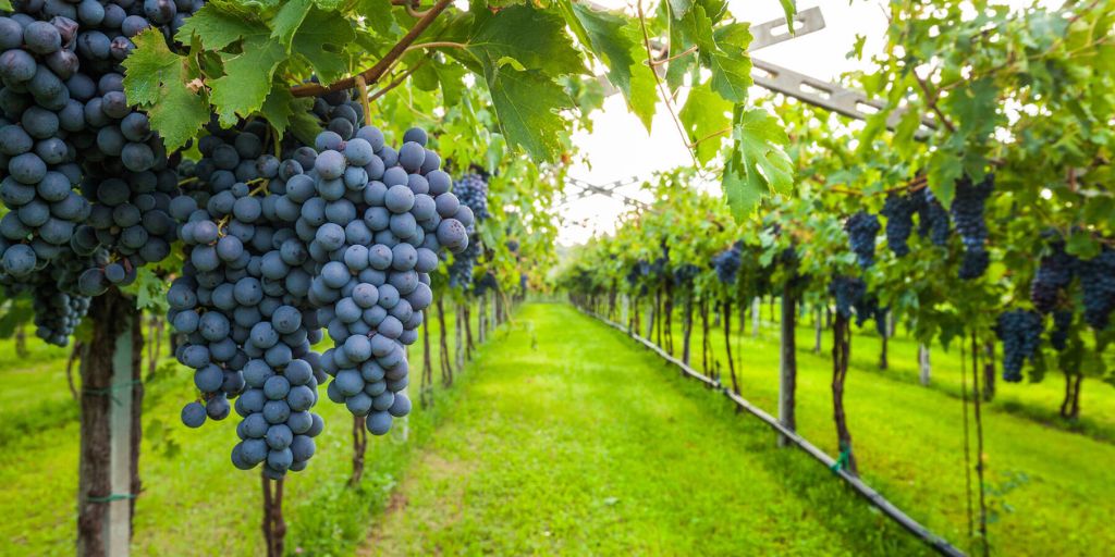 Vineyard