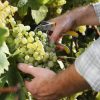 What Is Organic Wine and Is It Better?