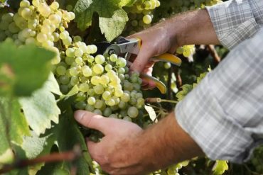 What Is Organic Wine and Is It Better?