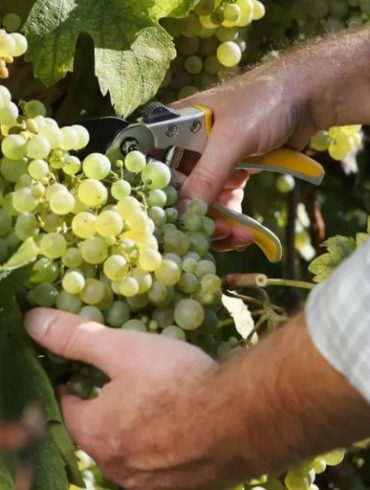 What Is Organic Wine and Is It Better?