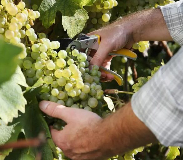 What Is Organic Wine and Is It Better?