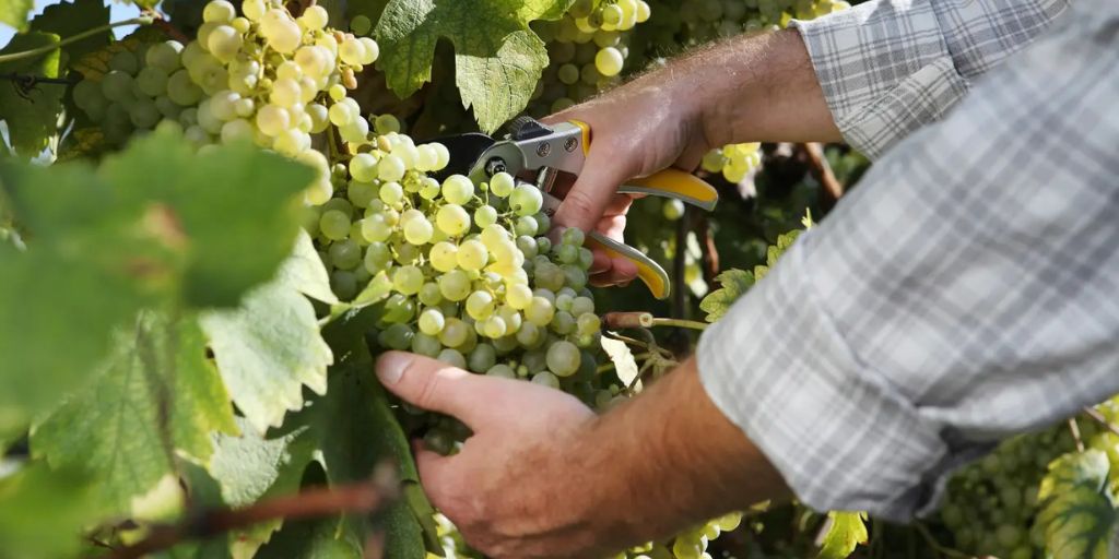 What Is Organic Wine and Is It Better?