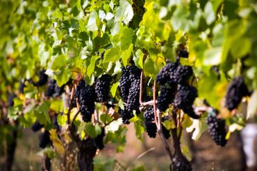 Willamette Valley Tops 2025 Wine Travel List, Surpassing Napa and Tuscany with Pinot and Sparkling Excellence