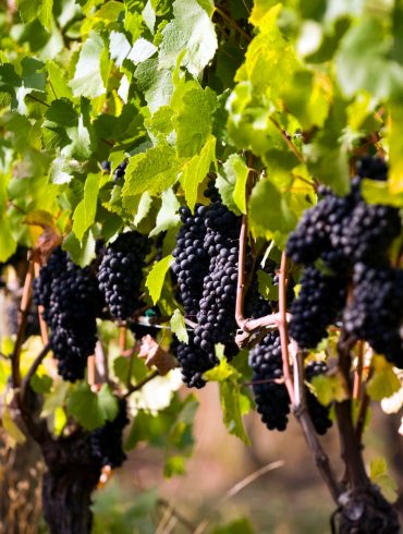 Willamette Valley Tops 2025 Wine Travel List, Surpassing Napa and Tuscany with Pinot and Sparkling Excellence