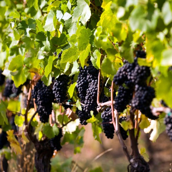 Willamette Valley Tops 2025 Wine Travel List, Surpassing Napa and Tuscany with Pinot and Sparkling Excellence